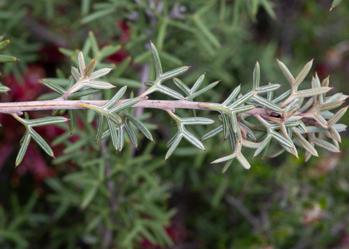 Grevillea huegelii, photograph 3