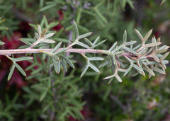 Grevillea huegelii, photograph (c) Eamonn Culhane, some rights reserved (CC BY)