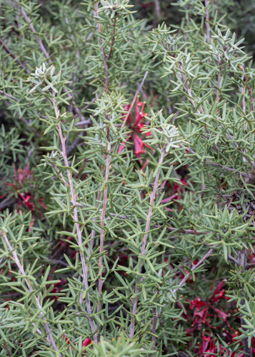 Grevillea huegelii, photograph 4