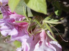 Rhododendron macrosepalum