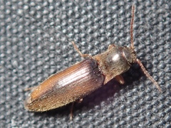 Agriotes acuminatus