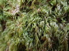 Pseudisothecium myosuroides