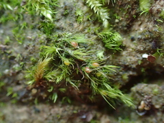 Pleuridium acuminatum