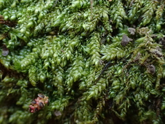 Plagiothecium curvifolium