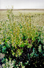 Salix boganidensis