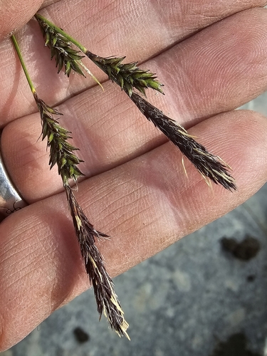 Carex gifuensis iNat (2)