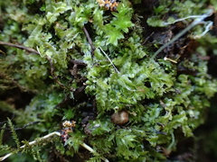 Chiloscyphus pallescens