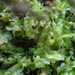 Pale Liverwort - Photo (c) George Greiff, some rights reserved (CC BY), uploaded by George Greiff
