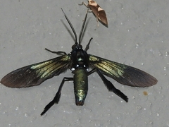 Macrocneme chrysitis