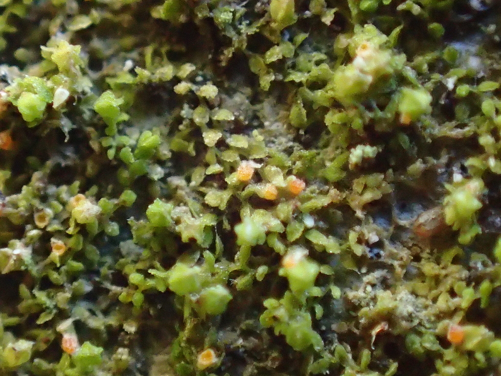 Bryocentria octosporelloides