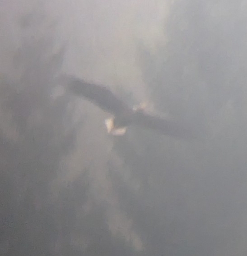 White-tailed Eagle