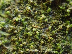 Bryocentria octosporelloides