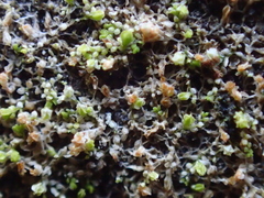 Bryocentria octosporelloides