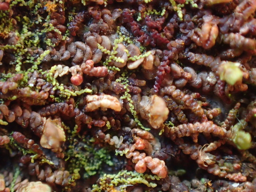 Image of Microlejeunea ulicina by (c) George Greiff, some rights reserved (CC BY)