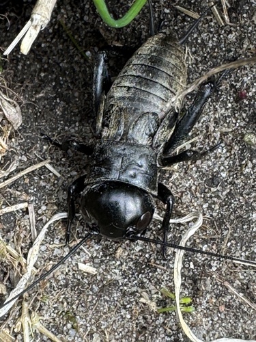 European Field Cricket
