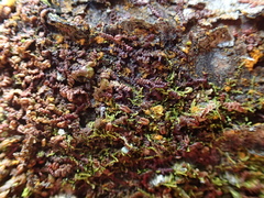 Microlejeunea ulicina