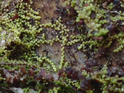 Image of Microlejeunea ulicina by (c) George Greiff, some rights reserved (CC BY)