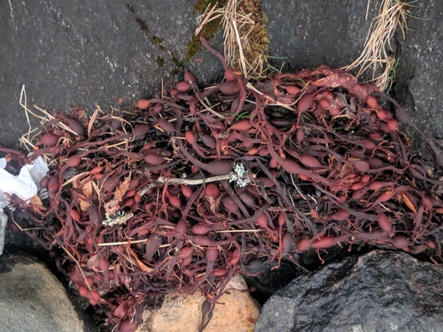 Knotted Wrack