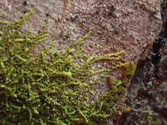 Microlejeunea ulicina
