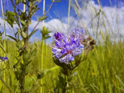 Cornflower Vernonia