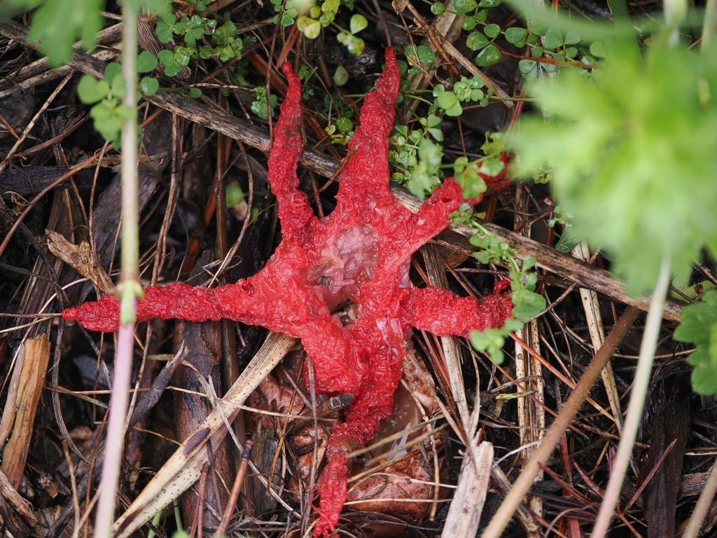 Clathrus archeri · April 2026 · photo: © acnestis (iNaturalist, cc-by-nc)