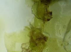 Chiloscyphus pallescens