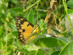 Colotis calais calais
