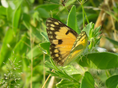 Colotis calais calais