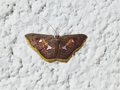 Tricentra quadrigata