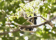 Colobus guereza