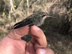 Cynanthus latirostris