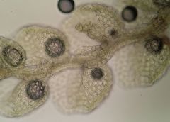 Microlejeunea ulicina