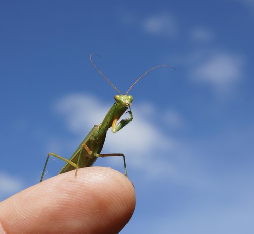 New Zealand Mantis photo 3