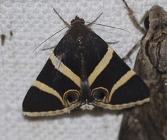 Grammodes ocellata