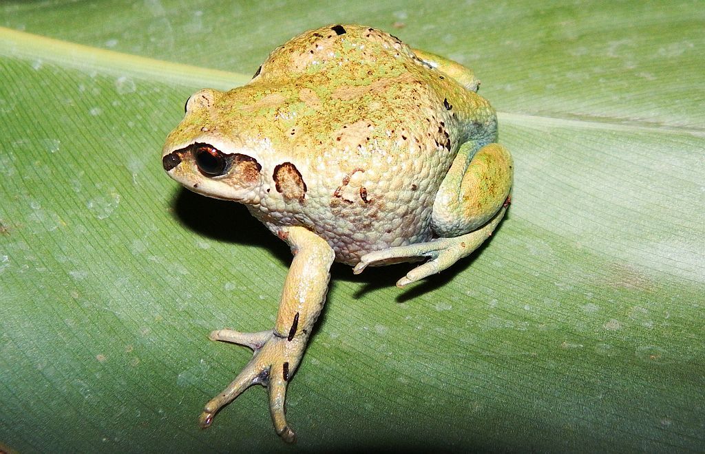 Badditu Forest Treefrog