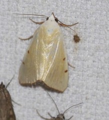 Xanthodes amata