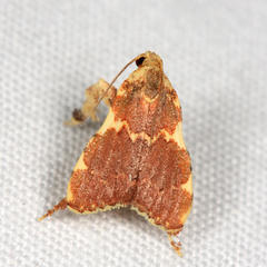 Parachma rufoflavalis