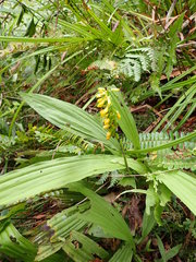 Calanthe lyroglossa