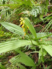 Calanthe lyroglossa