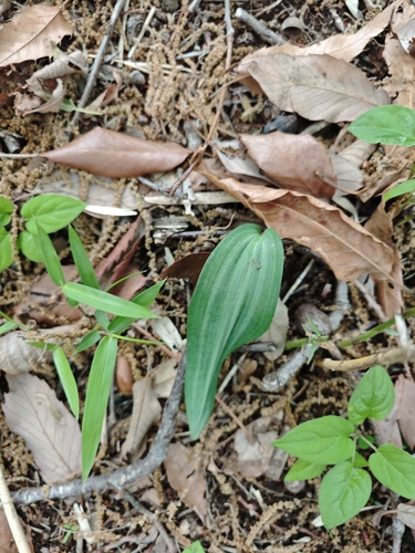 Polygonatum falcatum, photograph 3