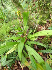 Calanthe lyroglossa