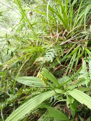 Calanthe lyroglossa