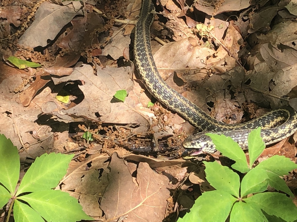 Common Garter Snake from Nation Rd, Deville, LA, US on March 23, 2020 ...