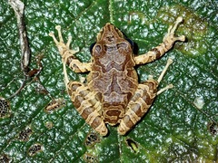 Pristimantis actites