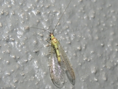 Leucochrysa explorata