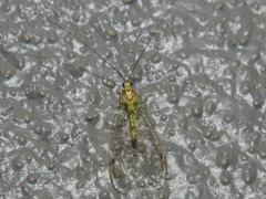 Leucochrysa explorata