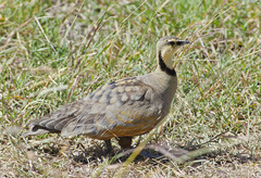Pterocles gutturalis