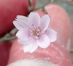 Stephanomeria exigua exigua