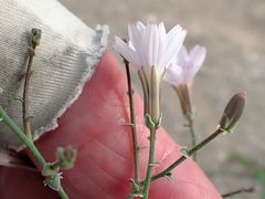 Stephanomeria exigua exigua