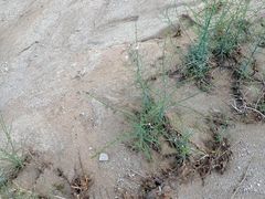 Stephanomeria exigua exigua